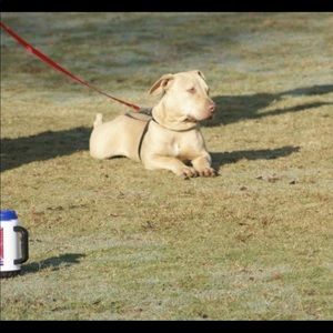 Meet your Posher, Brandi